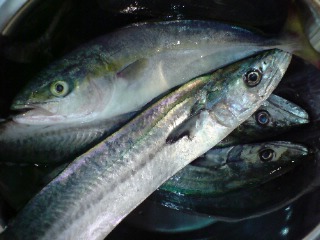 20091016124813.jpg