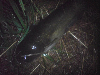 20090731110225.jpg