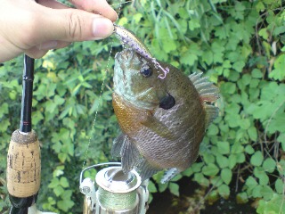 20090807171315.jpg