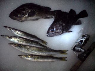 DSC00974_320.jpg