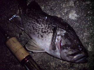 DSC00980_320.jpg