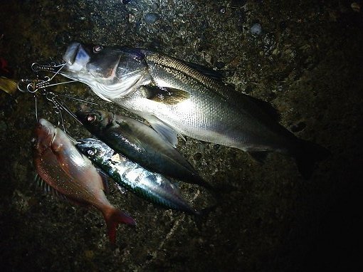 DSC_0463.jpg