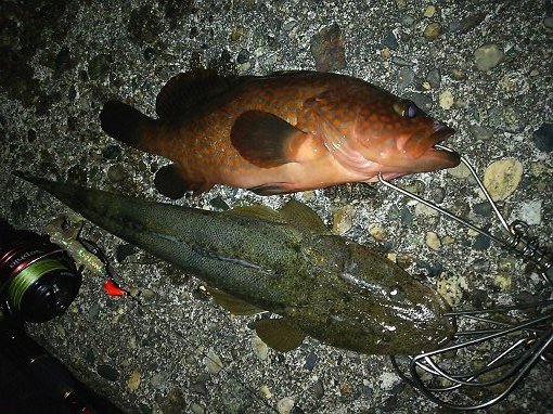 DSC_0523.jpg