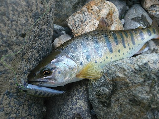 DSC_0554.jpg