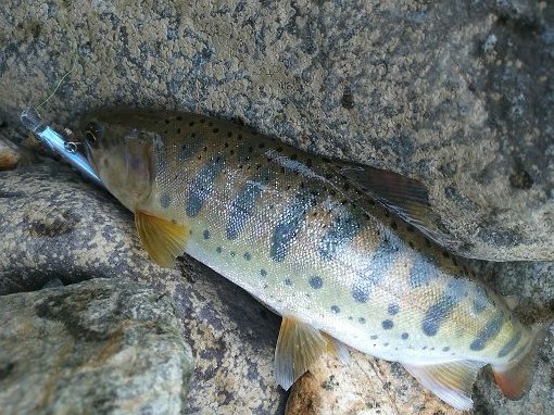 DSC_0555.jpg
