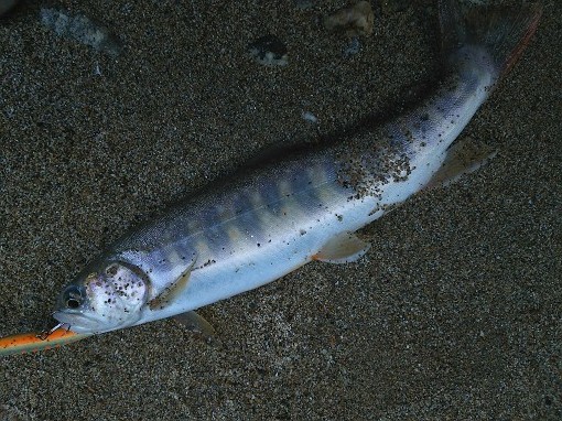 DSC_0674.jpg
