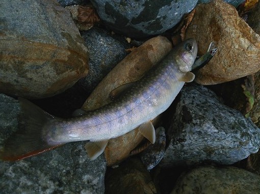 DSC_0678.jpg