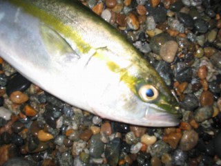 IMG_0539s.jpg