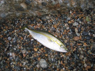 IMG_0540s.jpg