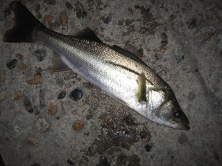 IMG_0546s.jpg