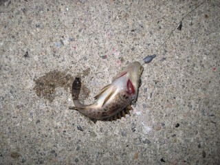 IMG_0580s.jpg