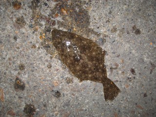 IMG_0581s.jpg