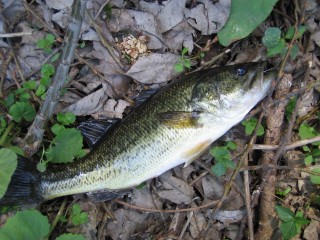 IMG_0604s.jpg