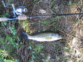 IMG_0609s.jpg