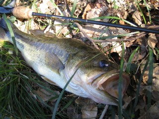 IMG_0612s.jpg