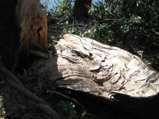 IMG_0617s.jpg