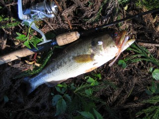 IMG_0618s.jpg