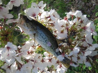 IMG_0623s.jpg