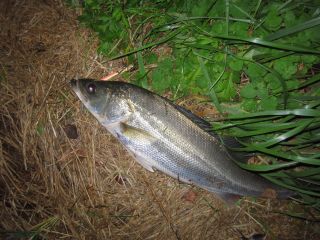 IMG_1755_320.jpg