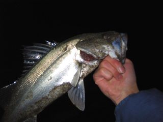 IMG_1858_.jpg