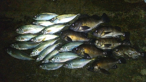 KIMG0803.jpg