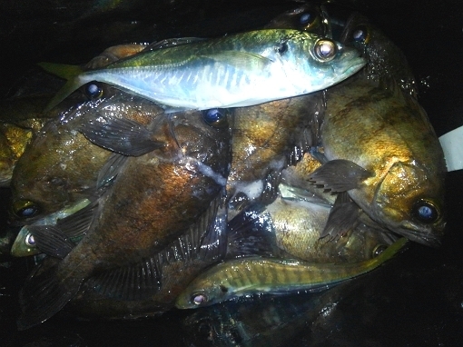 KIMG0909.jpg
