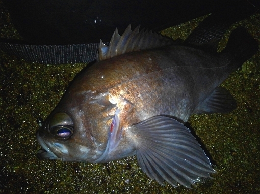 KIMG2385.jpg
