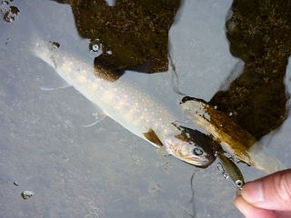 P1000106_.jpg